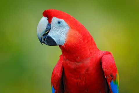 Guacamayo rojo